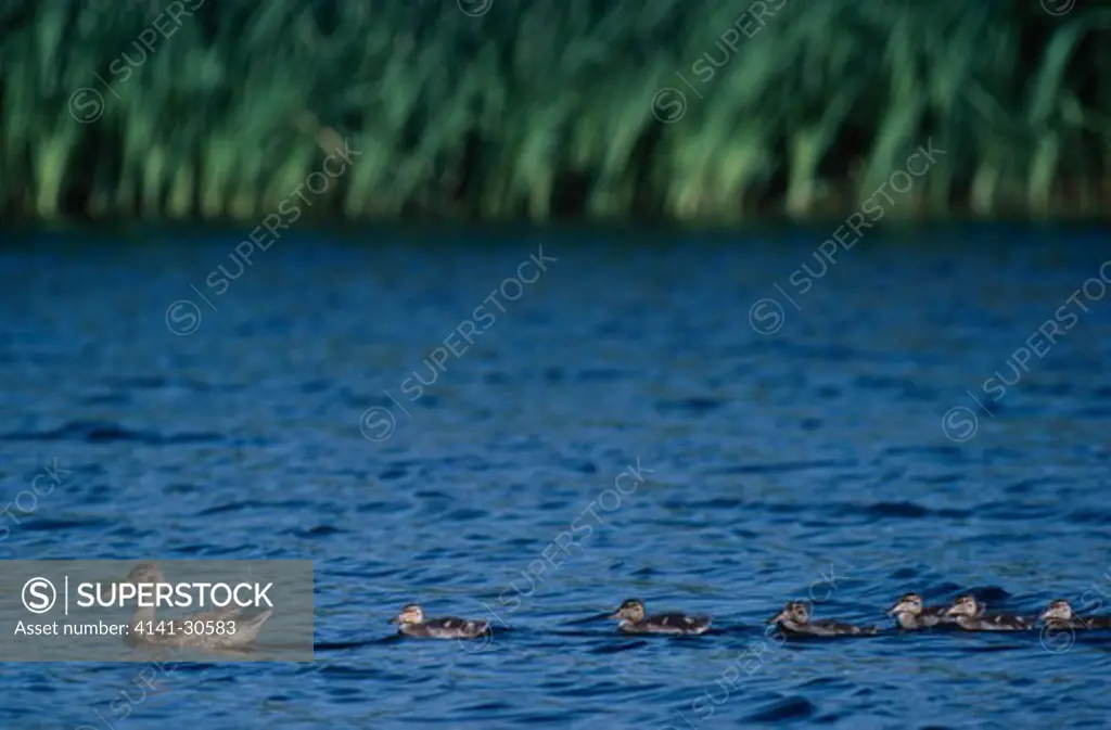 shoveler duck anas clypeata female & six young on water saskatchewan, southern canada