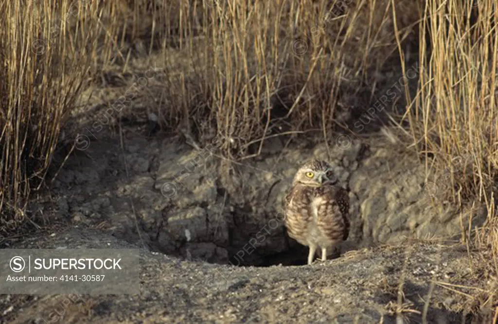 burrowing owl athene cunicularia at burrow entrance 