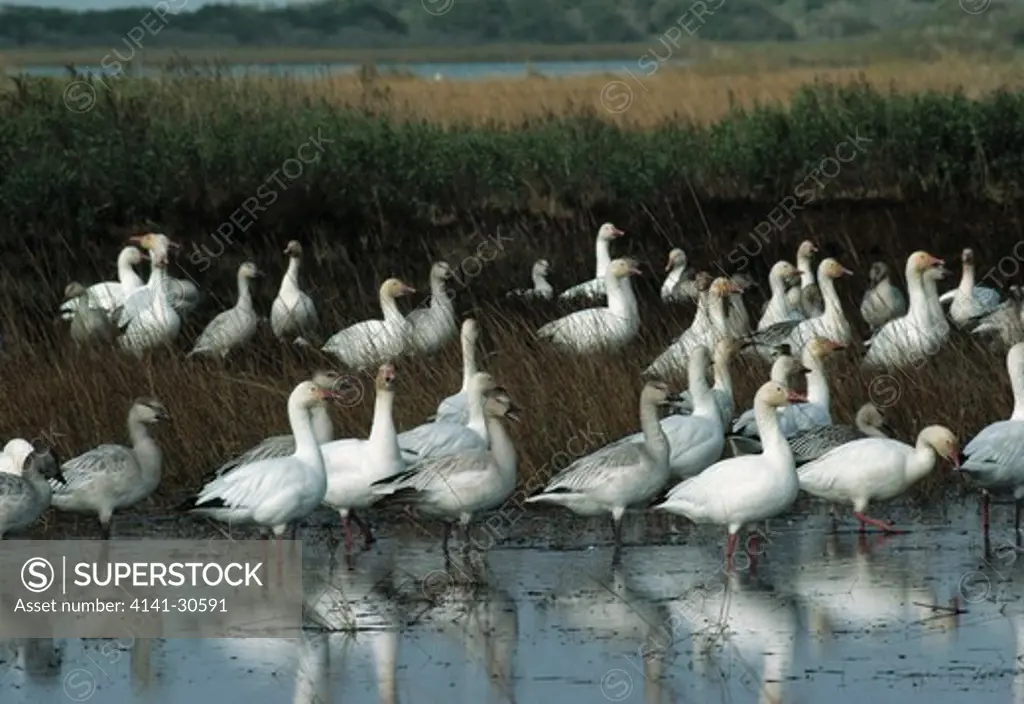 snow goose flock anser caerulescens resting during migration cape hatteras, north carolina, usa 