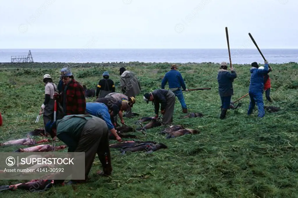 northern fur seal carcasses being laid out by culling party saint paul island, pribilof islands, alaska, usa >> 