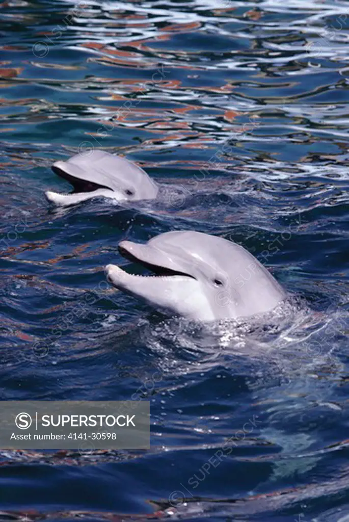 bottlenose dolphins performing tursiops truncatus captive animals. miami, florida, usa. 