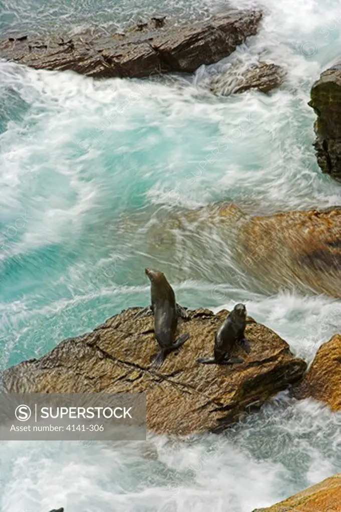 south american fur seal arctocephalus australis in stormy seas falkland islands