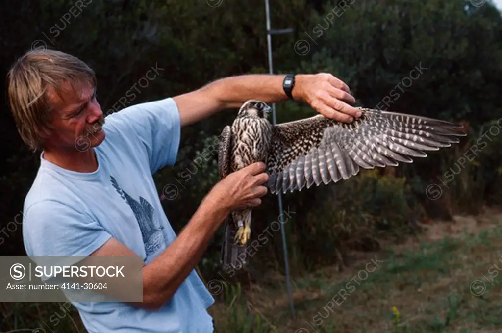 peregrine falcon being ringed falco peregrinus cape may, new jersey, usa