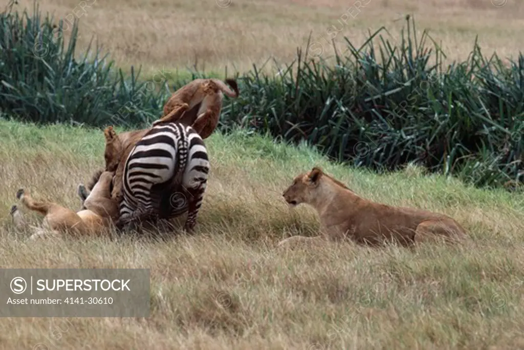 african lions panthera leo hunting & killing plains zebra