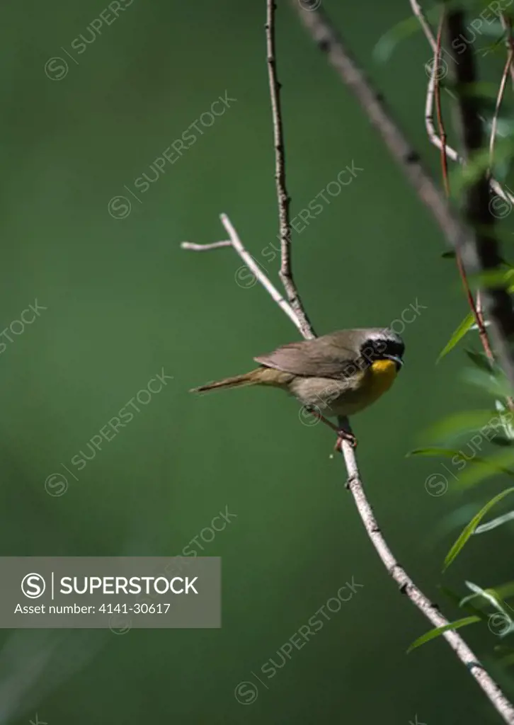 common yellowthroat geothlypis trichas long-distance migrant occasionally visiting europe 