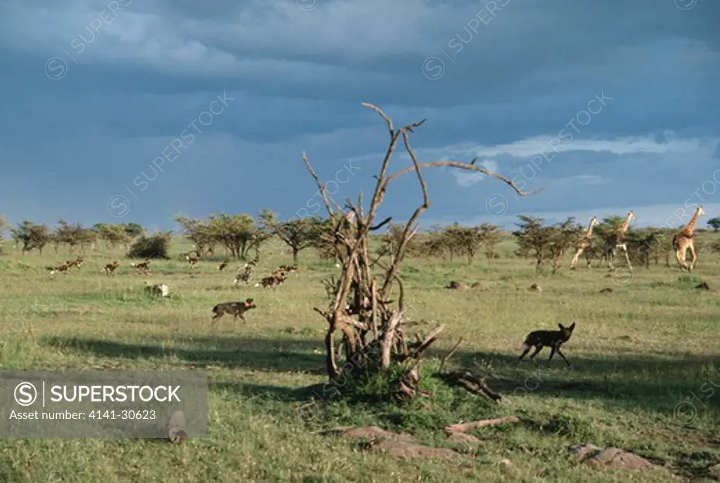african wild or cape hunting dog lycaon pictus pack pursuing giraffes masai mara natl reserve, kenya, eastern africa 