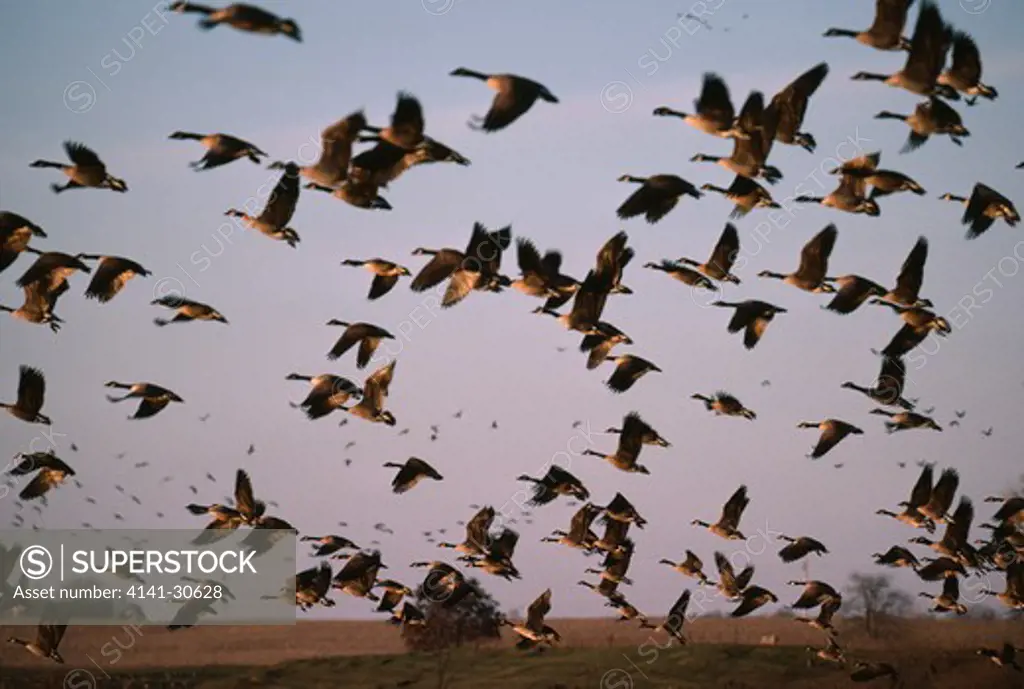 canada goose large flock in flight branta canadensis point pelee, ontario, canada