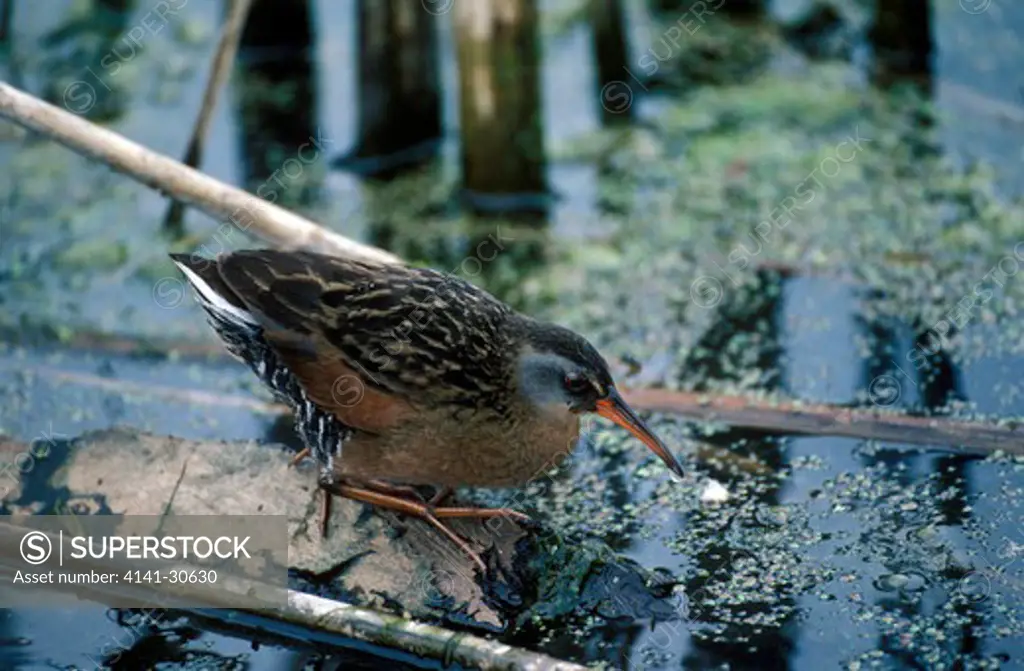 virginia rail rallus limicola on rock by water 