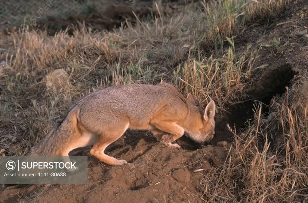 san joaquin kit fox vulpes velox entering earth, carrizo plain, california, usa. endangered.
