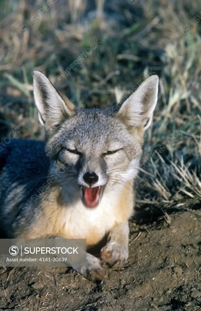 san joaquin kit fox vulpes velox resting carrizo plain, california, usa endangered species 