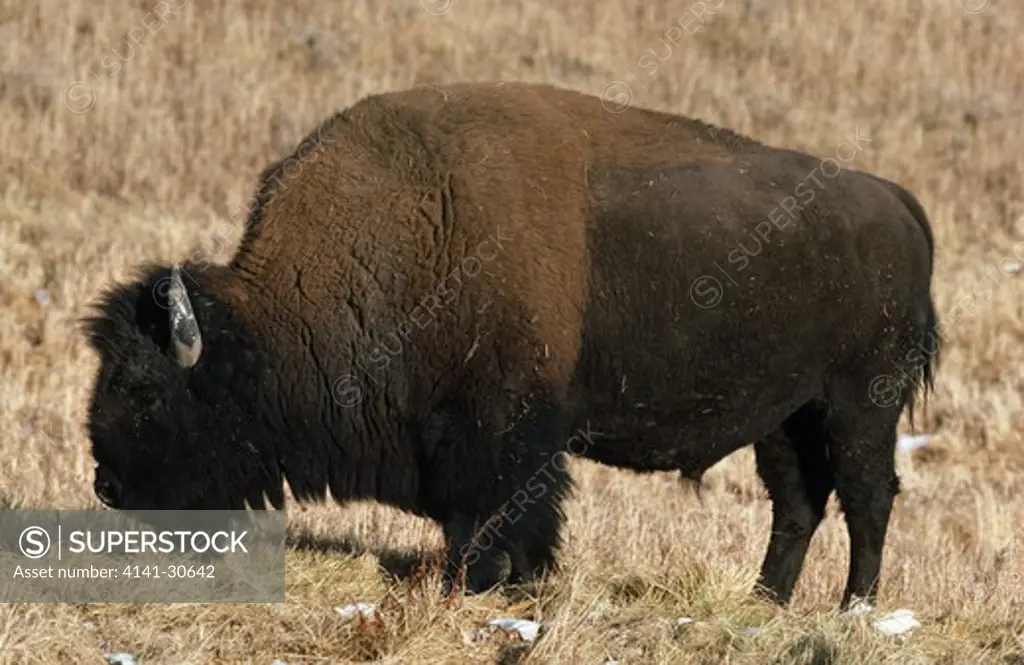 american bison male bison bison south dakota, usa 