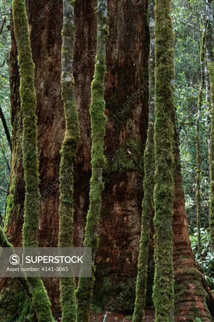 swamp gum trunk detail eucalyptus regnans (world's tallest hardwood) mount field national park, tasmania, australia