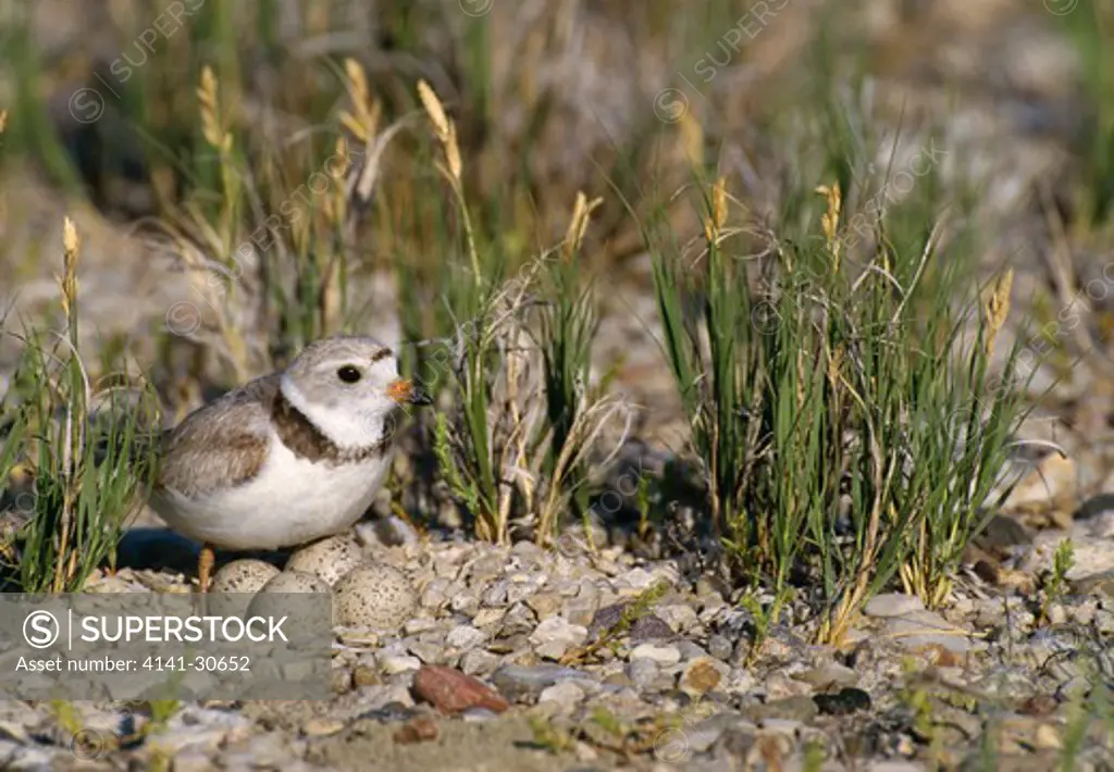 piping plover with four eggs charadrius melodus north dakota, northern usa endangered species