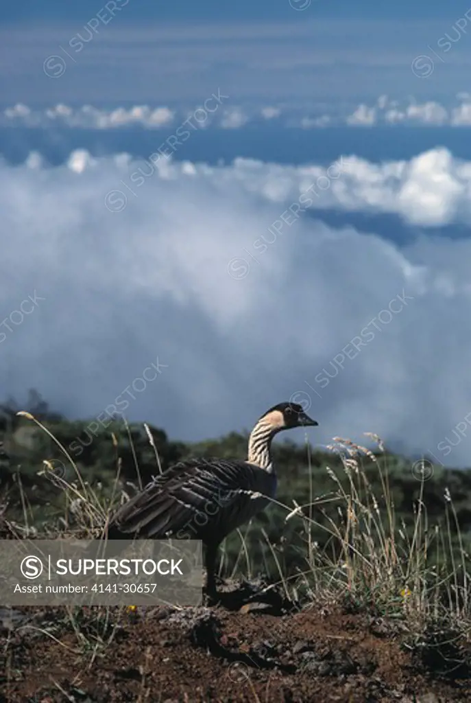 hawaiian goose or nene branta sandvicensis sland of maui, hawaii, usa endangered species