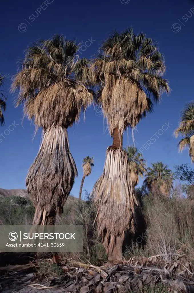 california fan palms washingtonia robusta coachella, california, usa endangered