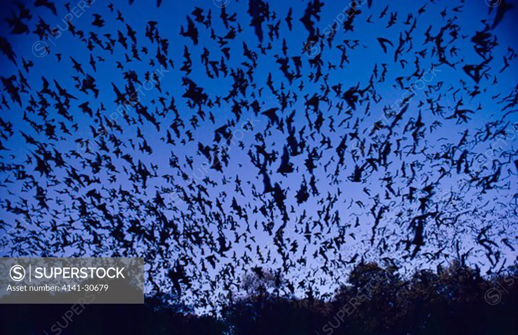 mexican free-tailed bats tadarida brasiliensis in flight at dusk bracken cave, texas, usa 