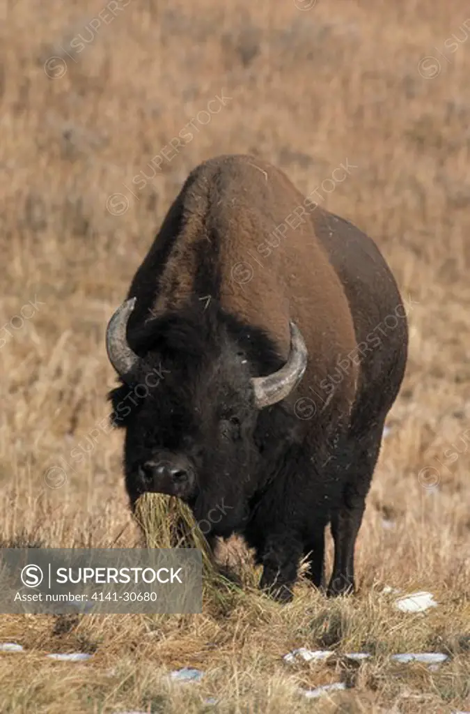 american bison grazing bison bison south dakota, usa 