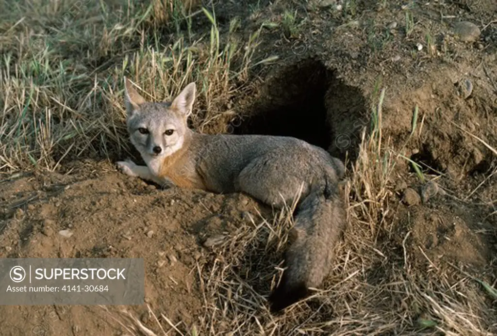san joaquin kit fox vulpes velox at earth entrance carrizo plain, california, usa endangered species