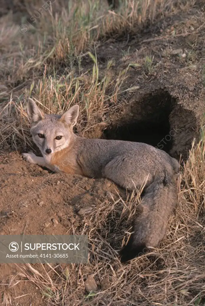 san joaquin kit fox vulpes velox at earth, carrizo plain, california, usa. endangered.