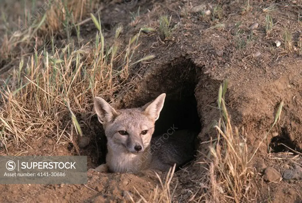 san joaquin kit fox vulpes velox in earth, carrizo plain, california, usa. endangered.