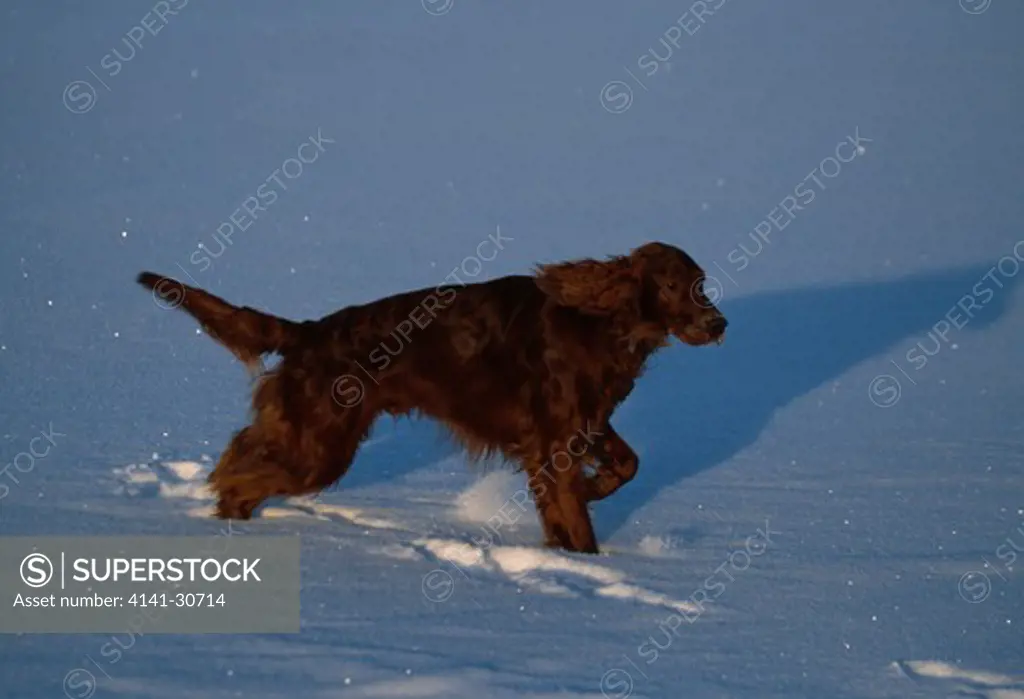 red setter walking in snow