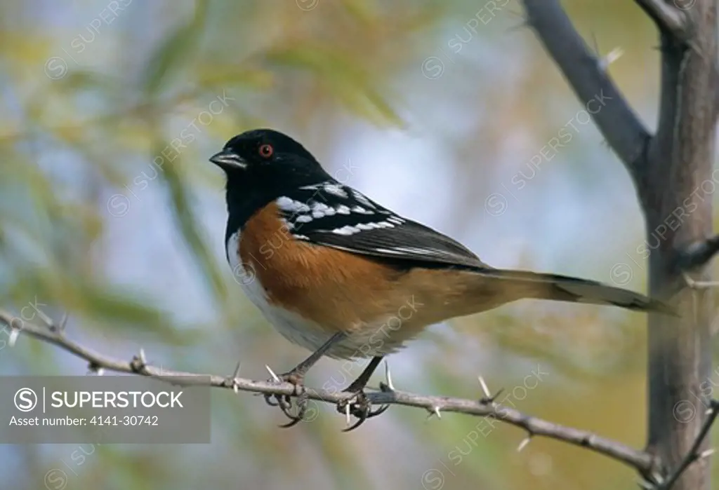spotted towhee perched pipilo maculatus usa bird claws