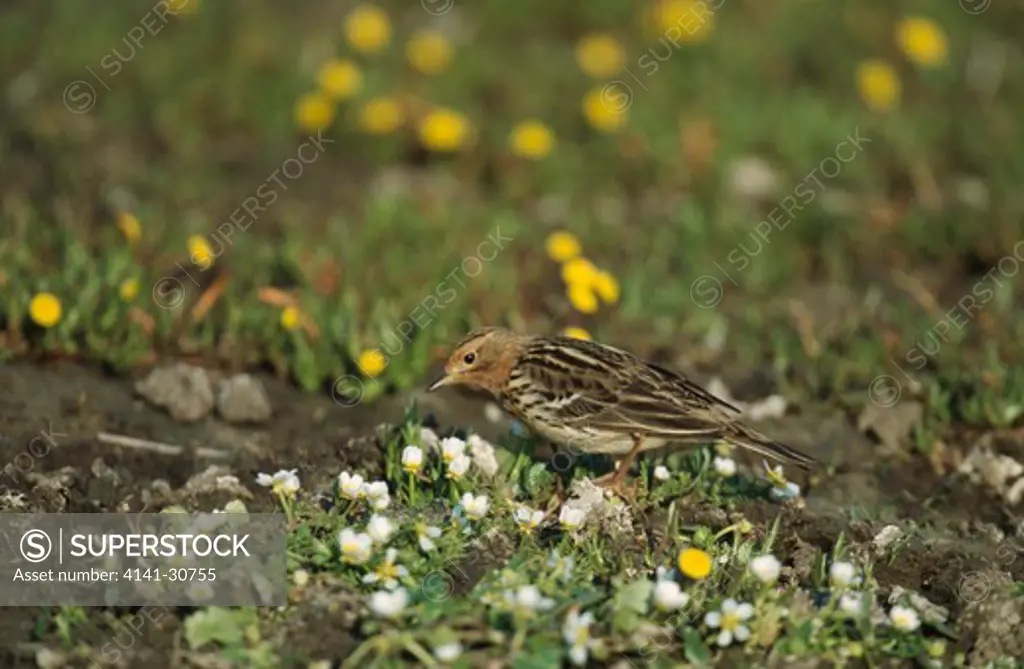 red-throated pipit male anthus cervinus lesvos, greece. summer.