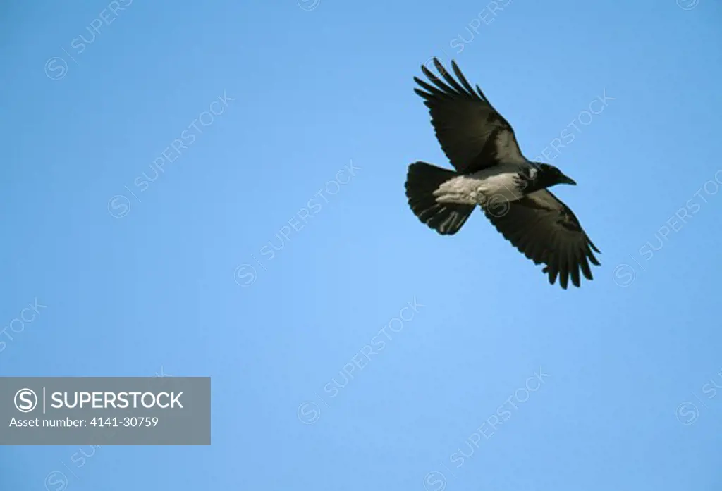 hooded crow in flight corvus corone corone finland.