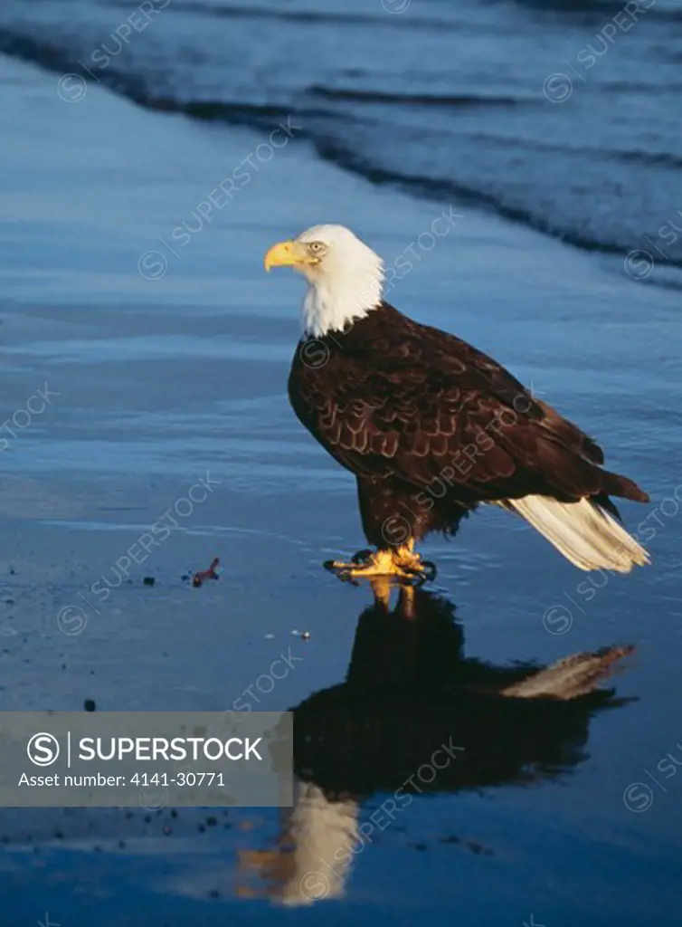 bald eagle and reflection on wet sand haliaeetus leucocephalus alaska, usa.