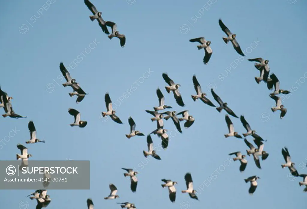 lapwing flock in flight vanellus vanellus norfolk, uk.
