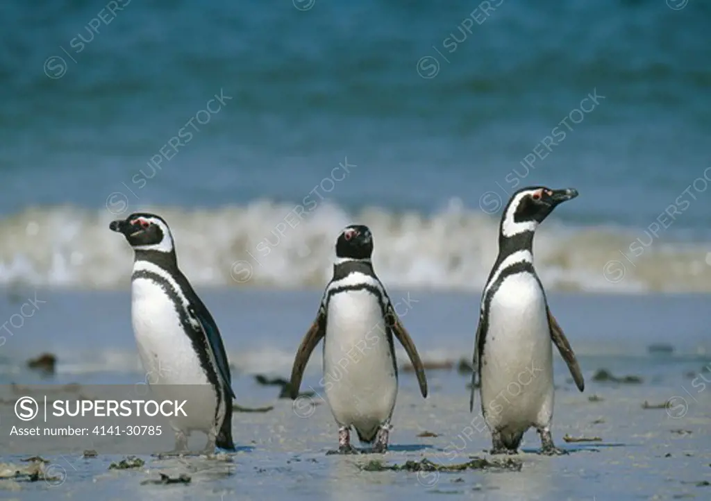 magellanic penguin group of three sphenicus magellanicus antarctica.