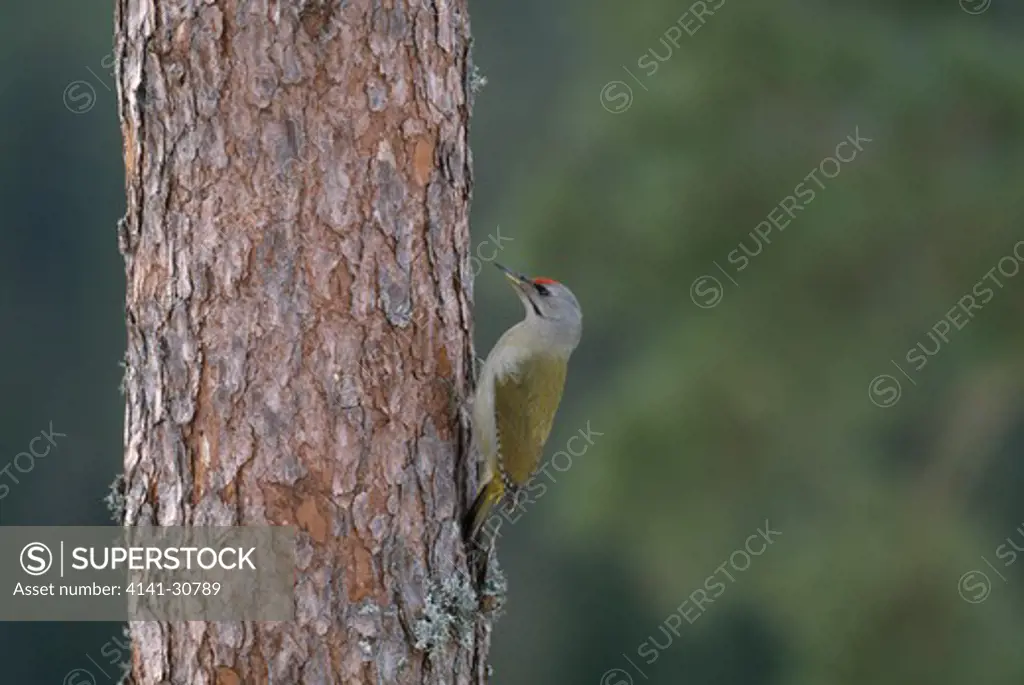 grey-headed woodpecker male picus canus finland.