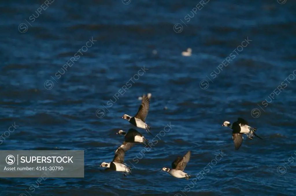 long-tailed duck flock in flight clangula hyemalis