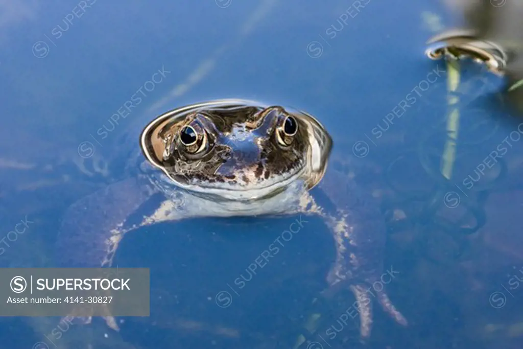 common frog rana temporaria 