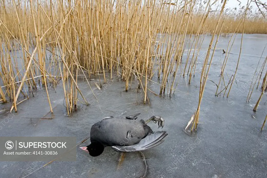 coot dead killed by bird flu (2006) fulica atra bulgaria 