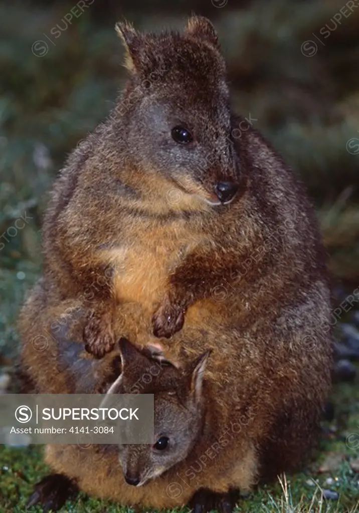 tasmanian pademelon joey in pouch thylogale billardierii cradle mountain national park, tasmania, australia