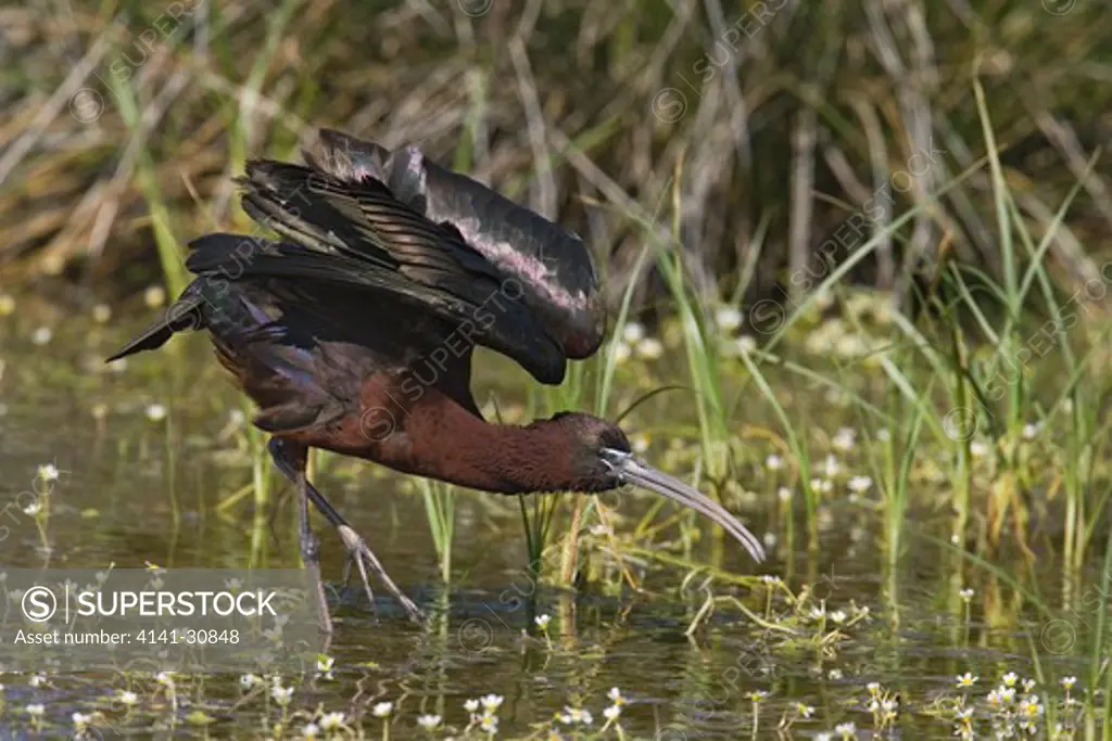 glossy ibis wing stretch plegadis falcinellus 