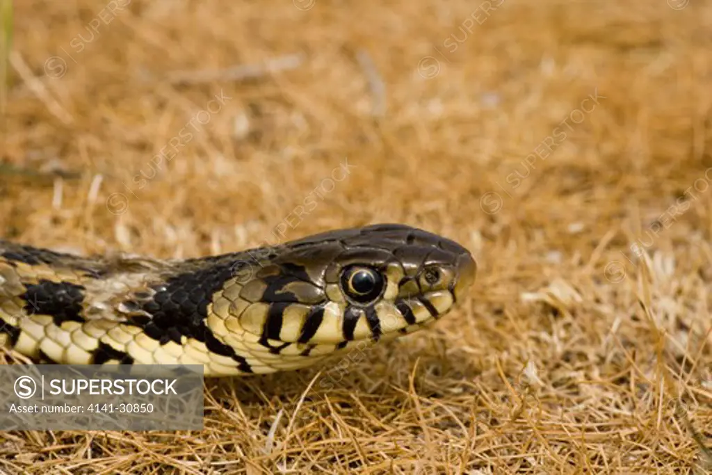 grass snake closeup natrix natrix 