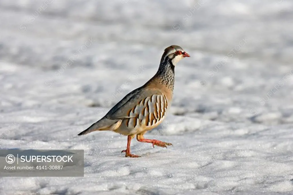 red-legged partridge in snow alectoris rufa 