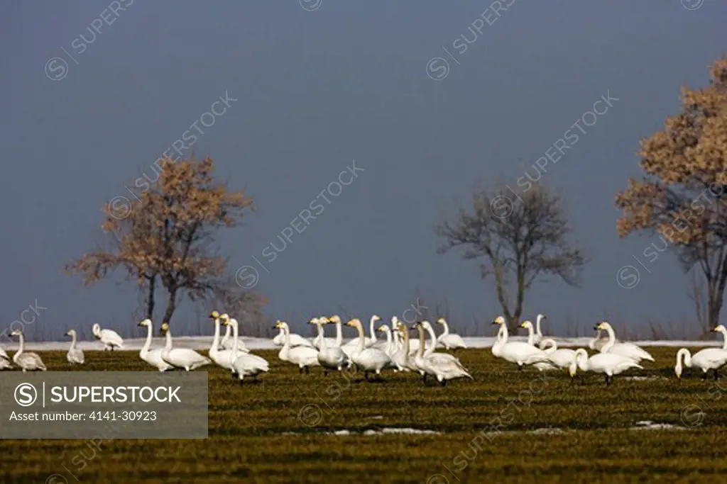 whooper swan flock in field cygnus cygnus bulgaria 