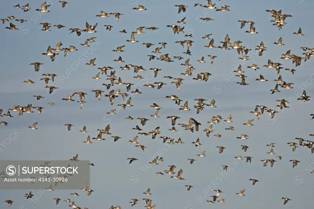 wigeon flock in flight anas penelope 