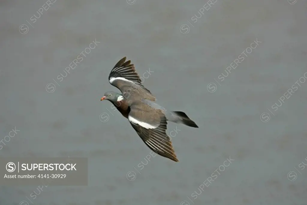 woodpigeon in flight columba palumbus 