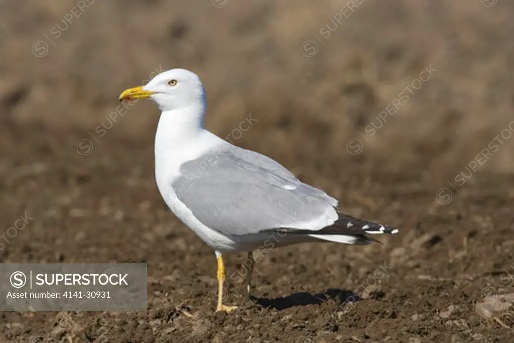yellow-legged gull larus cachinnans 