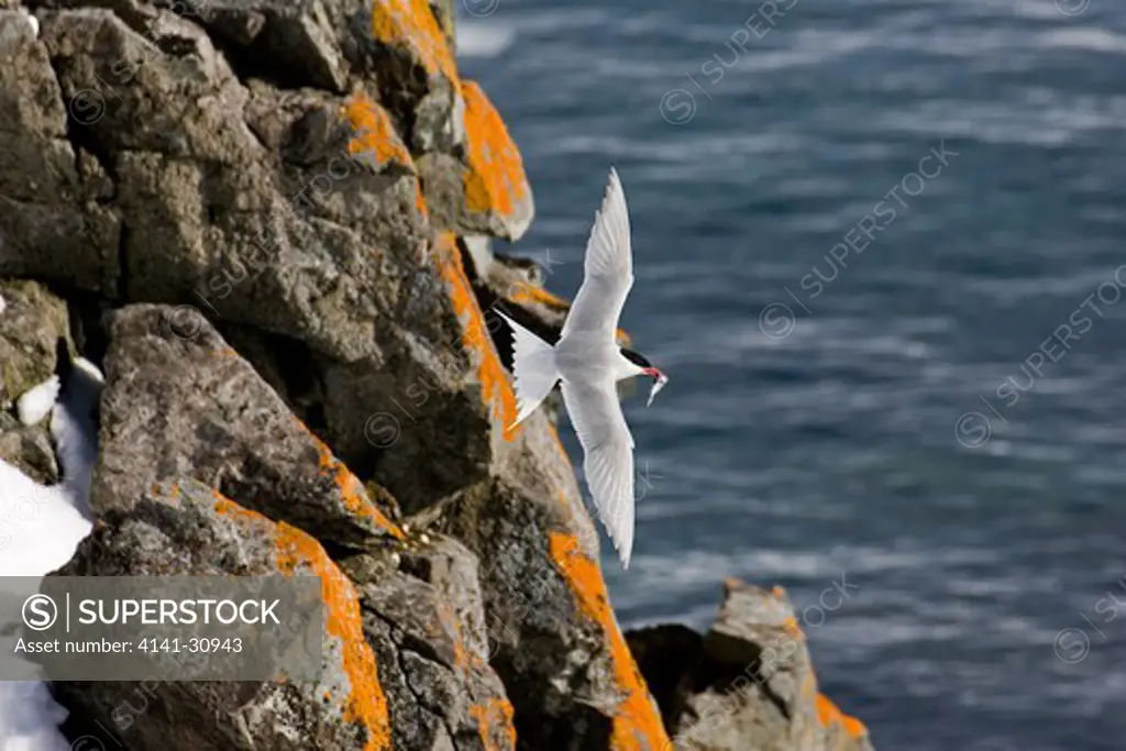 antarctic tern sterna vittata antarctica