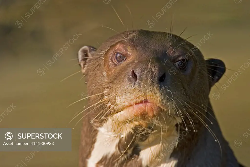 giant river otter pteronura brasiliensis head detail pantanal, brazil