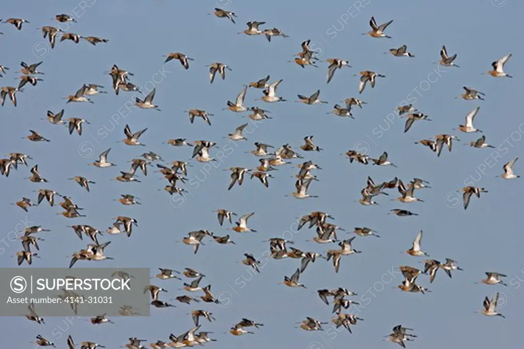 black-tailed godwit limosa limosa group in flight norfolk, uk