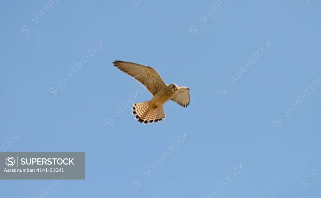 lesser kestrel falco naumanni hovering spain
