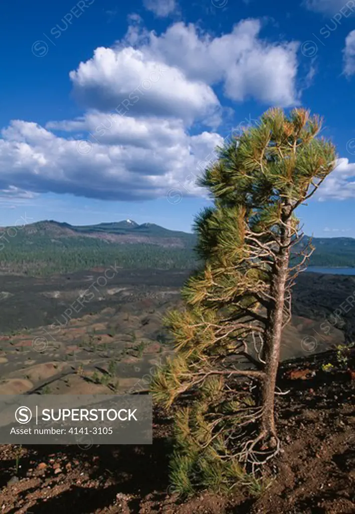 jeffrey pine above lava beds pinus jeffrey cinder cone, lassen national park, california, usa