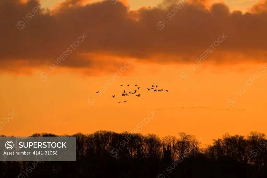 pink-footed goose anser brachyrhynchus group in flight at sunset norfolk, uk