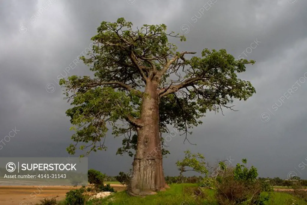 baobab tree (adansonia digitata) under stormy sky; senegal